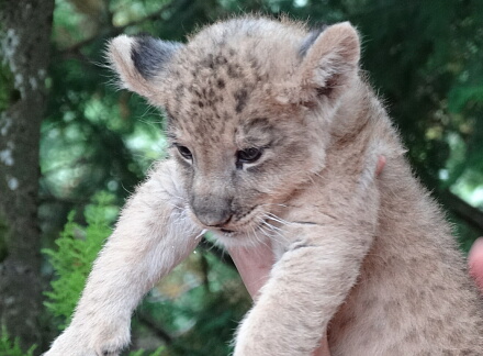 10_9lion14-4.jpg