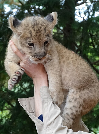 10_9lion14-5.jpg