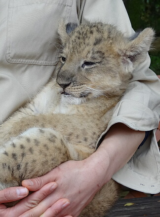 10_9lion14-6.jpg