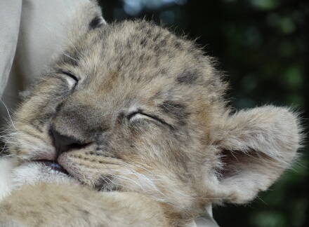 10_9lion14-8.jpg