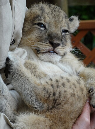 10_9lion14-9.jpg