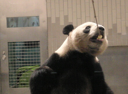 真顔