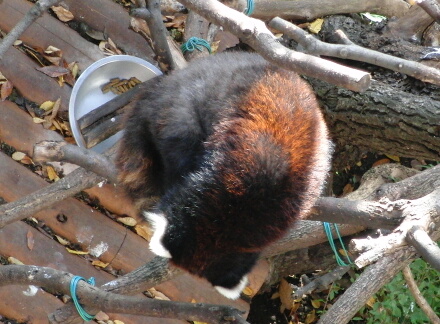 見逃し