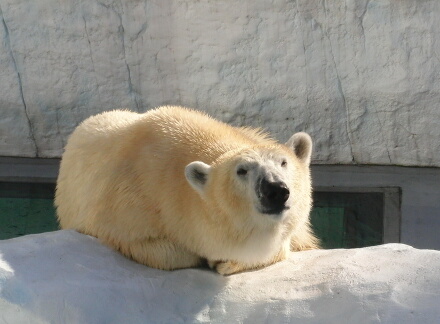 しろくまさん