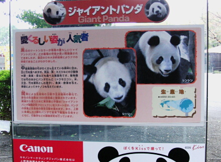 ジャイアントパンダの説明