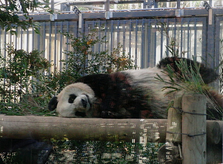 すやすやZzz