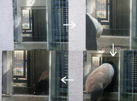 パンダ退場