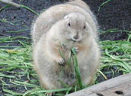 もふもふ