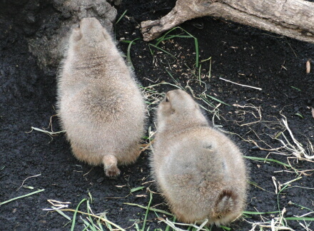 鳥が気になる?