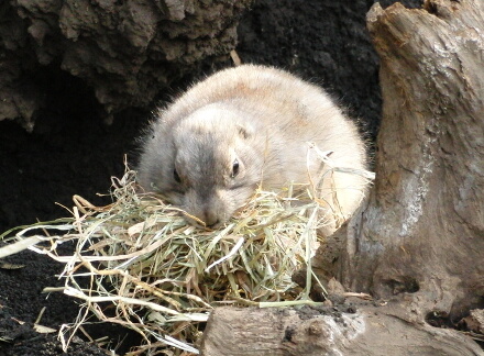 半分に
