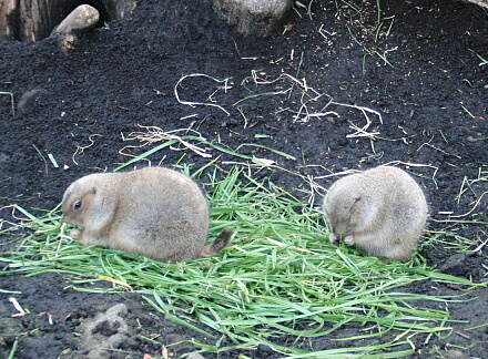 食べ食べ