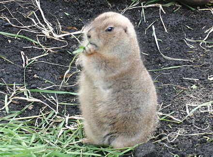 食べる担当