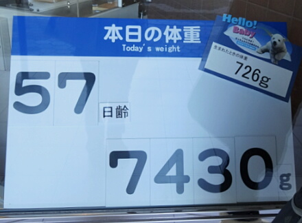1_24koguma14-4.jpg