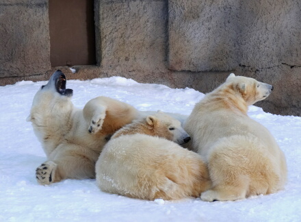 3_18rarafamily14-15.jpg