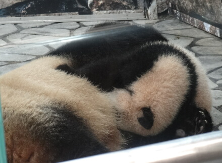 限界(涙)