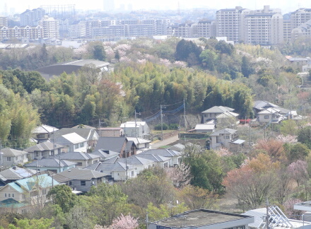 桜も終わり