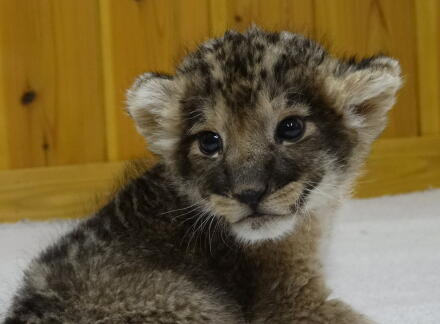 4_24lion14-11.jpg