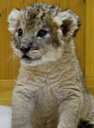 4_24lion14-18.jpg