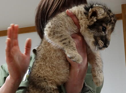 4_24lion14-19.jpg