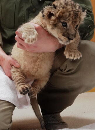4_24lion14-22.jpg