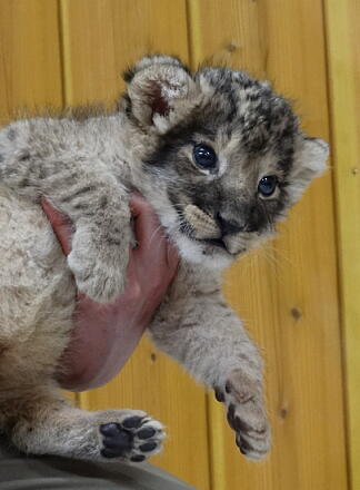 4_24lion14-23.jpg