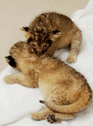 4_24lion14-28.jpg