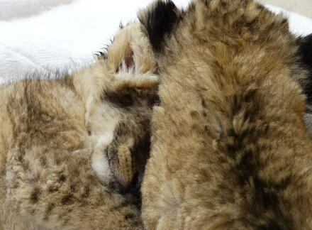 4_24lion14-3.jpg