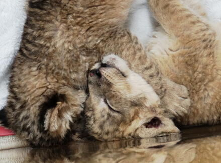 4_24lion14-31.jpg