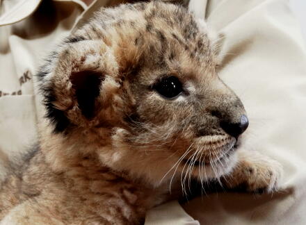 4_24lion14-5.jpg