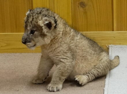 4_24lion14-8.jpg