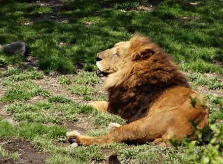 4_27safari14-10.jpg