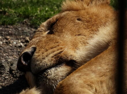 4_27safari14-11.jpg