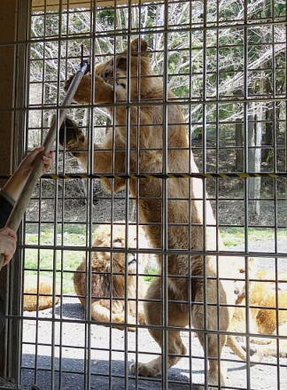 4_27safari14-12.jpg