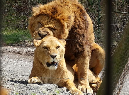 4_27safari14-16.jpg