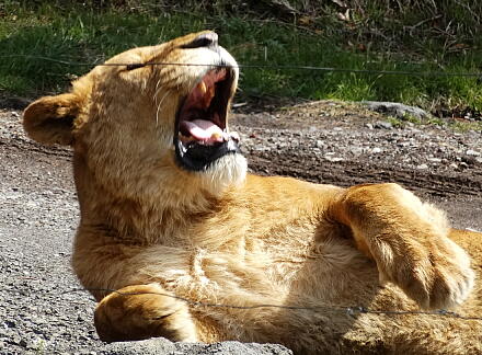4_27safari14-17.jpg