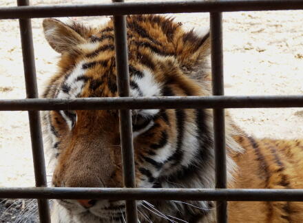4_27safari14-20.jpg
