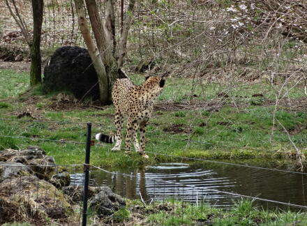 4_27safari14-24.jpg