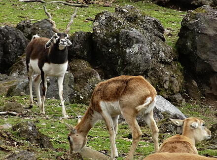 4_27safari14-27.jpg
