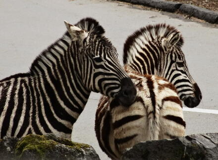 4_27safari14-28.jpg