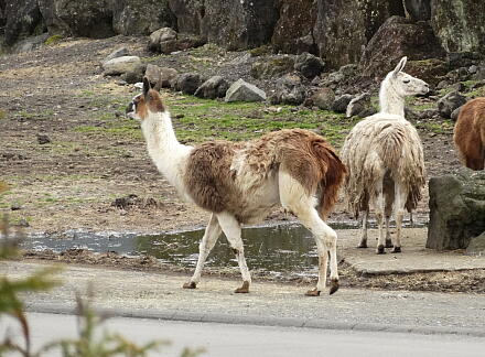 4_27safari14-30.jpg