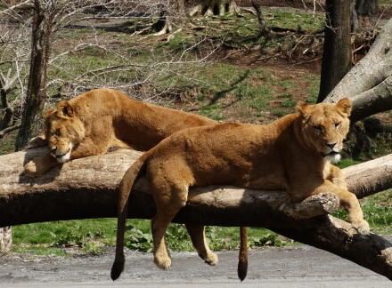 4_27safari14-8.jpg