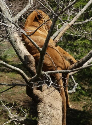 4_27safari14-9.jpg