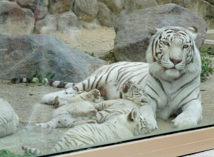 チャンスだったのに