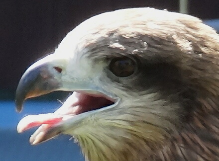 デュークも