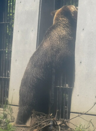 撮れない