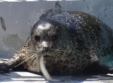 うれち♪