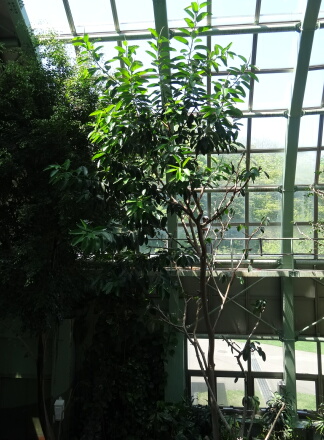 熱帯鳥類館
