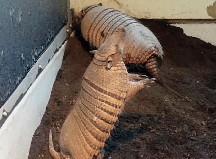 立ち上がったり