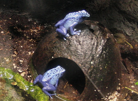 カラフル