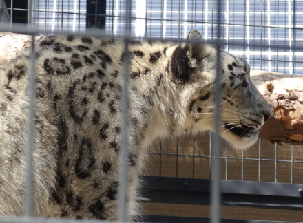 ユキヒョウ